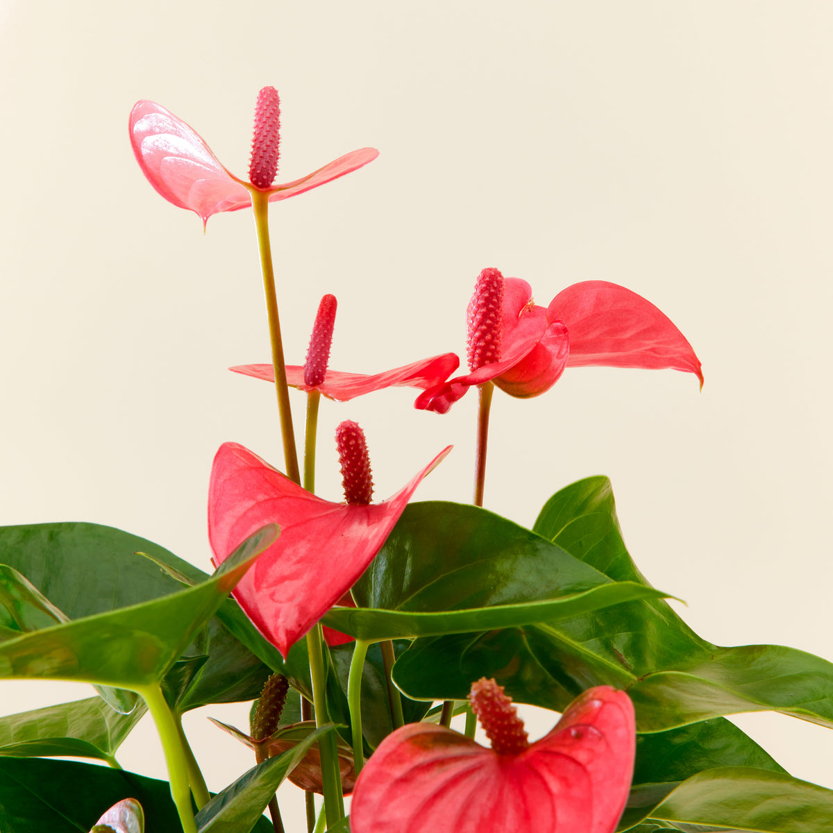 Terreau d'Anthurium Mélange de qualité supérieure pour plantes d'intérieur  à feuilles de lys flamant rose -  France