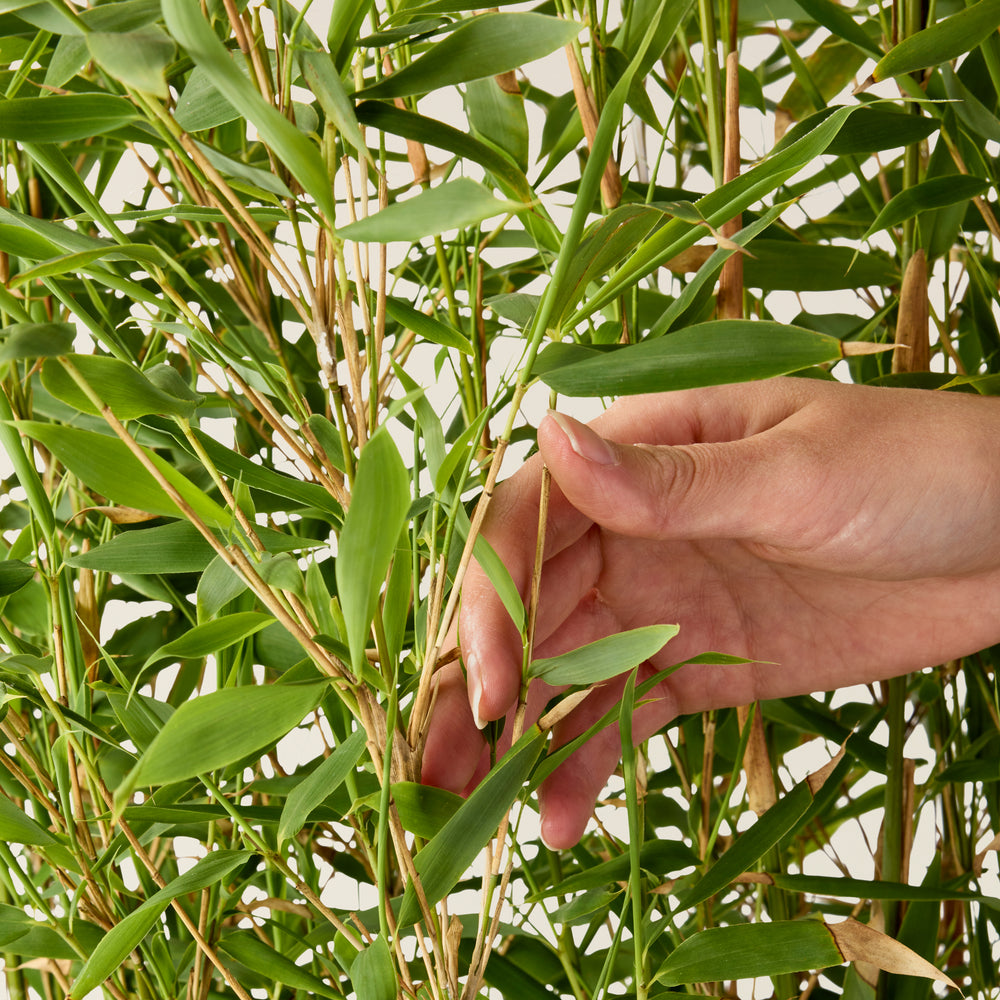 Bambou Fargesia (Vert)