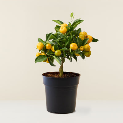 Calamondin (Citrus Oranger)