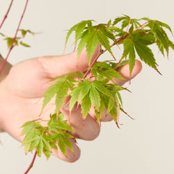 Érable du Japon (Acer Sangokaku)