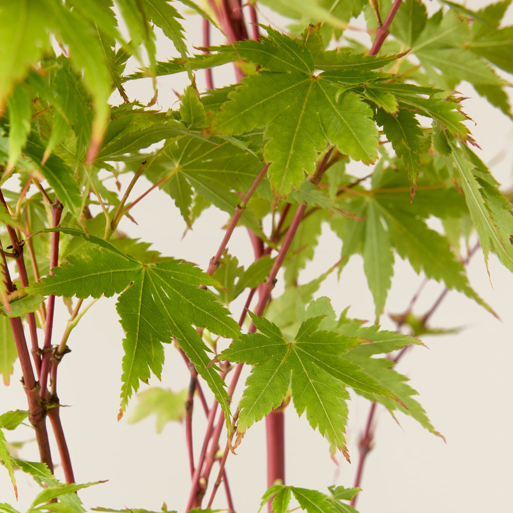 Érable du Japon (Acer Sangokaku)