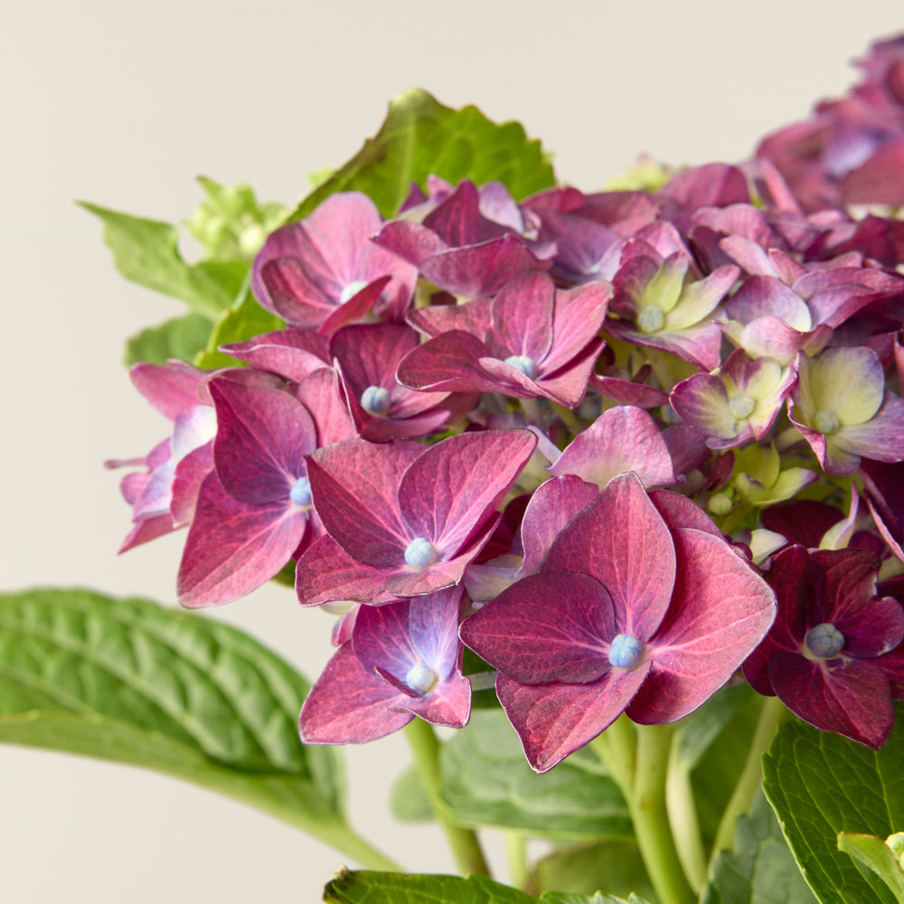 Hortensia Mauve (Hydrangea Macrophylla)