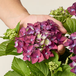 Hortensia Mauve (Hydrangea Macrophylla)