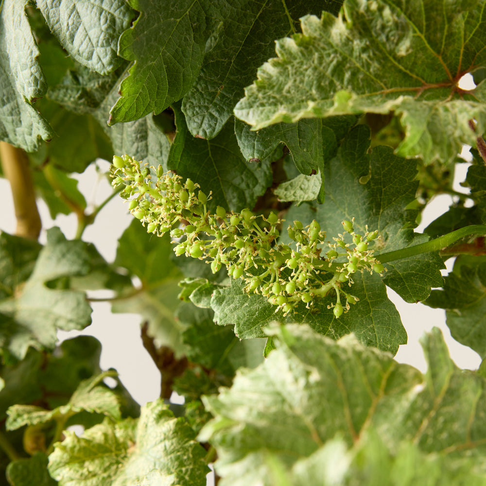 Vignes raisin blanc (Vitis vinifera 'Riesling')