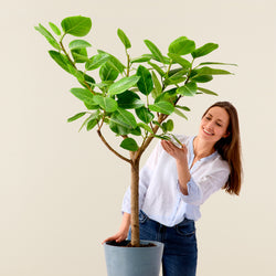 Ficus Altissima XL