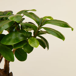 Ficus Ginseng mini