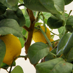citron et feuilles du citronnier 4 saisons