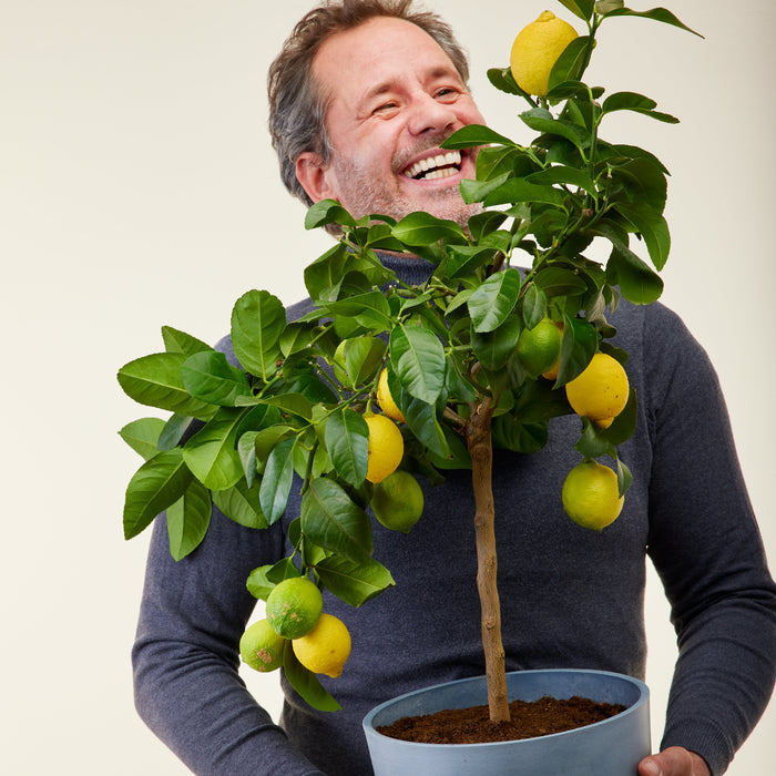 Livraison du citronnier 4 saisons dans son ecopots