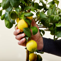 entretien du citronnier 4 saisons