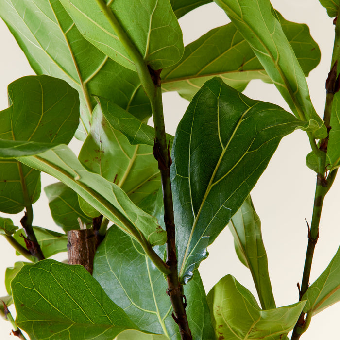 feuille du Ficus lyrata