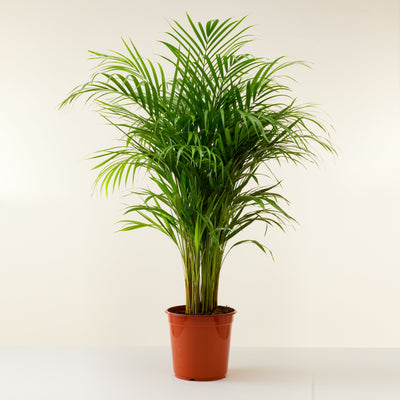 Palmier Areca (Dypsis lutescens) - L