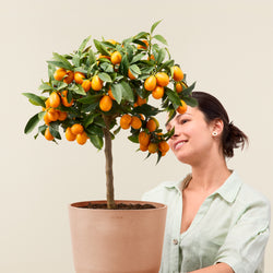 Ecopots Kumquat Arbre à fruit oranger plante livraison