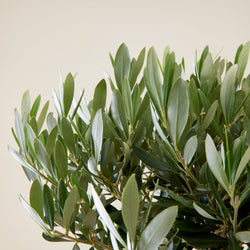 Feuille grises vertes de l'olivier livre a domicile
