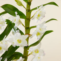 orchidee bambou blanche
