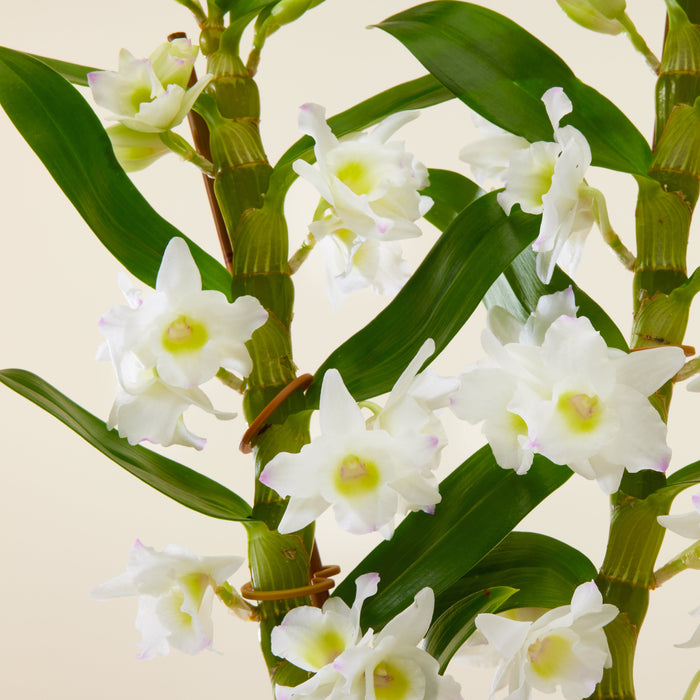 orchidee bambou blanche