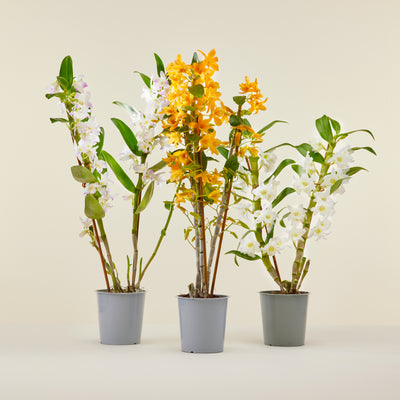 Trio d'orchidées Bambou