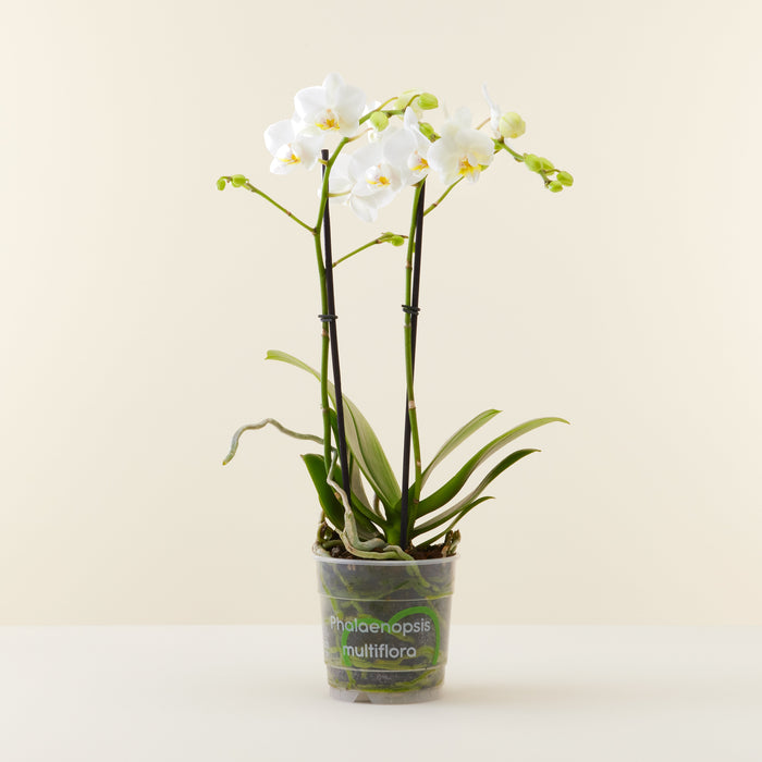 Orchidée Phalaenopsis multiflora Blanche