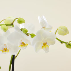 Orchidée Phalaenopsis multiflora Blanche
