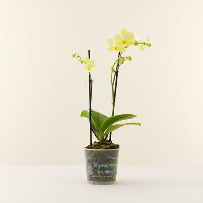Orchidée Phalaenopsis Multiflora jaune