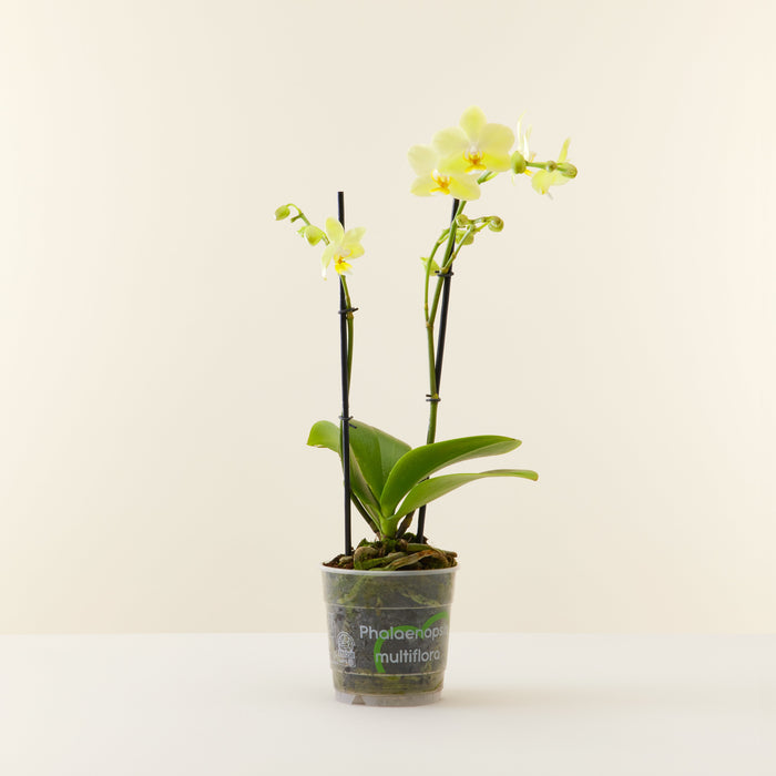 Orchidée Phalaenopsis en pot