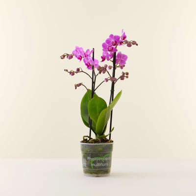 Orchidée Phalaenopsis multiflora Rose