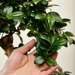 entretien du bonsai ficus ginseng