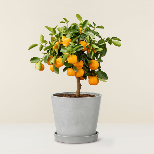 Calamondin (Citrus Oranger) - Mini