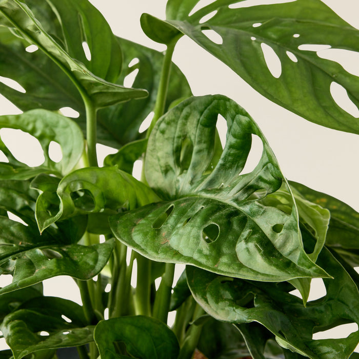 Monstera Adansonii (Monkey leaf)