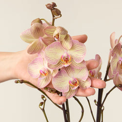 Orchidée blanche Phalaenopsis