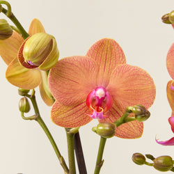 Orchidée phalaenopsis orange