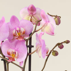 Orchidée phalaenopsis rose