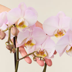 Orchidée Phalaenopsis rose