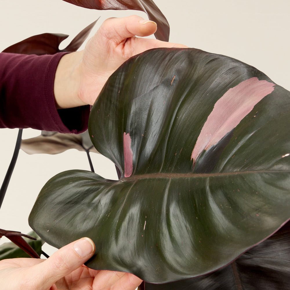 Philodendron erubescens Pink Princess